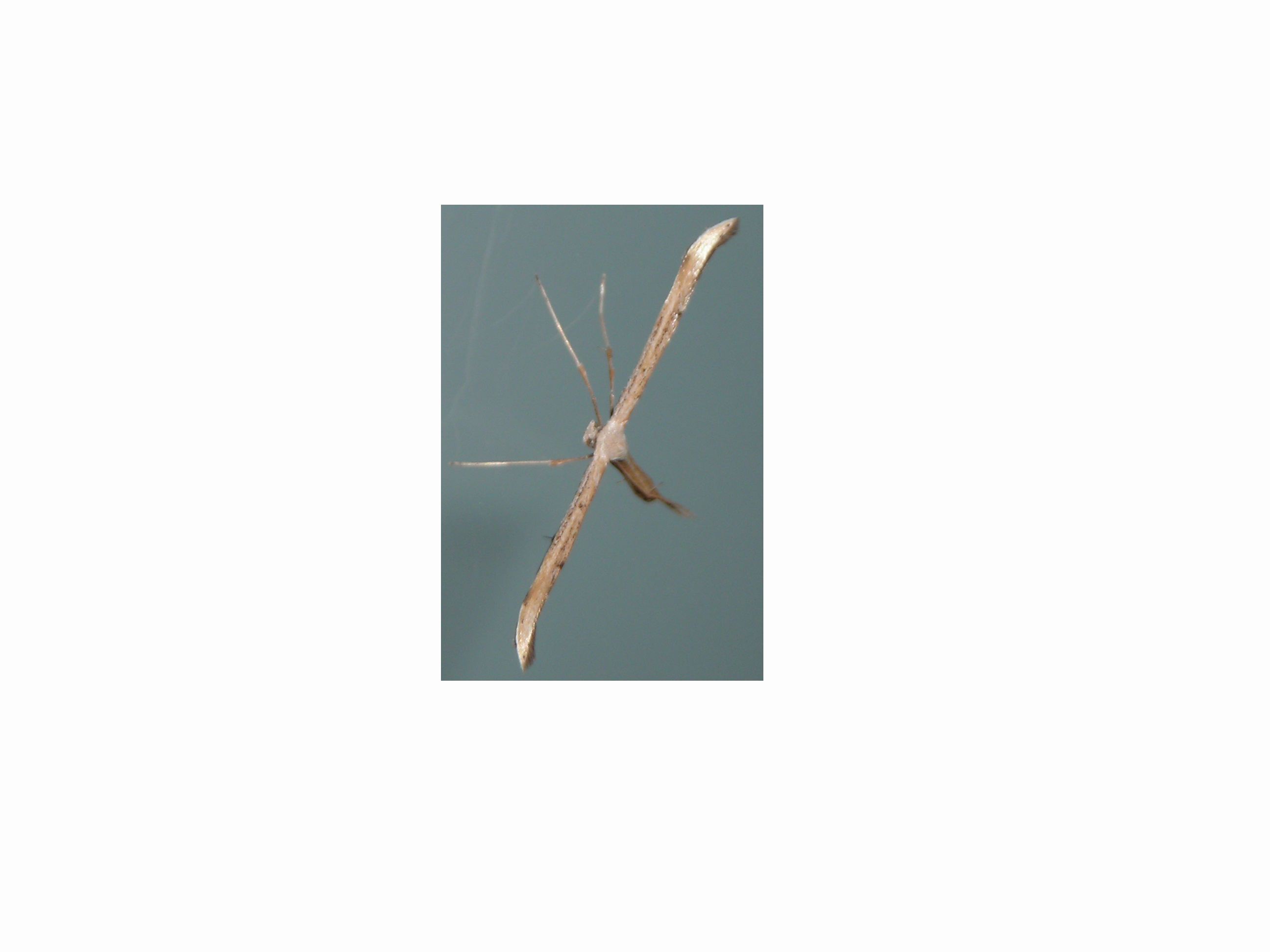 Pterophoridae